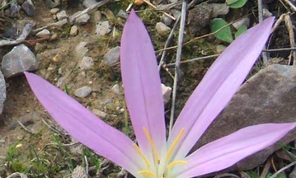 Capdepera, LA SEGONA PRIMAVERA
