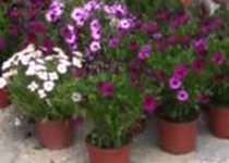 Mercado semanal de Costitx