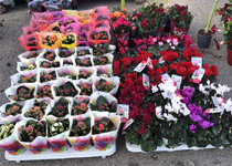 Mercado semanal de Can Picafort