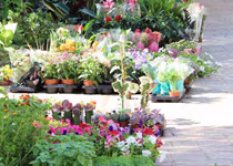 Mercado semanal de Porto Cristo